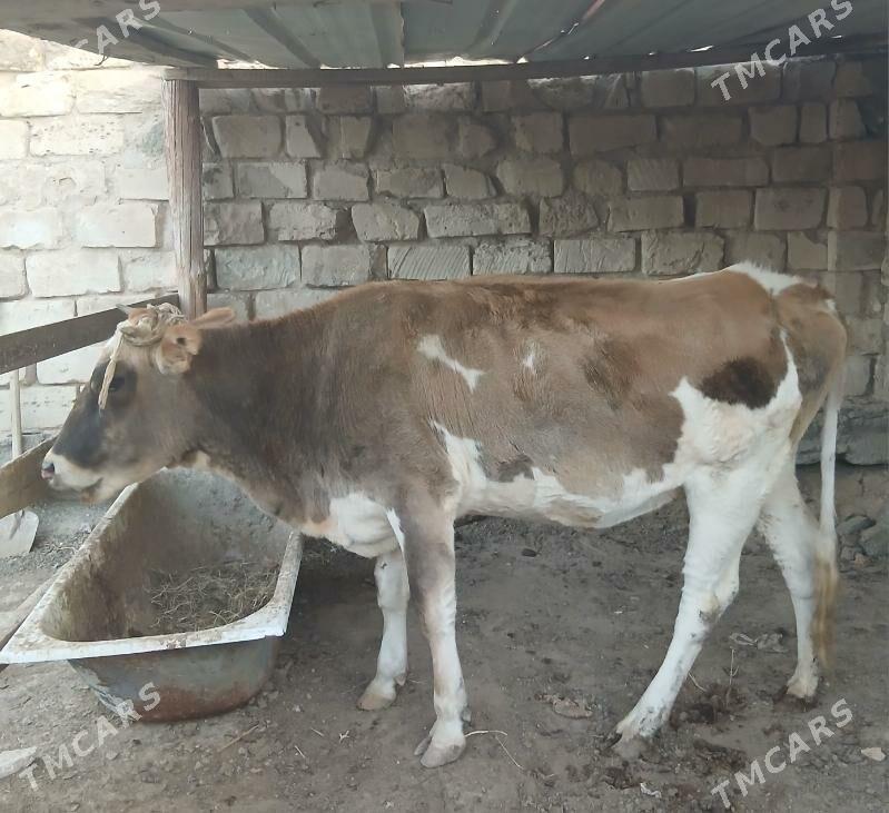 sygyr - Туркменбаши - img 3