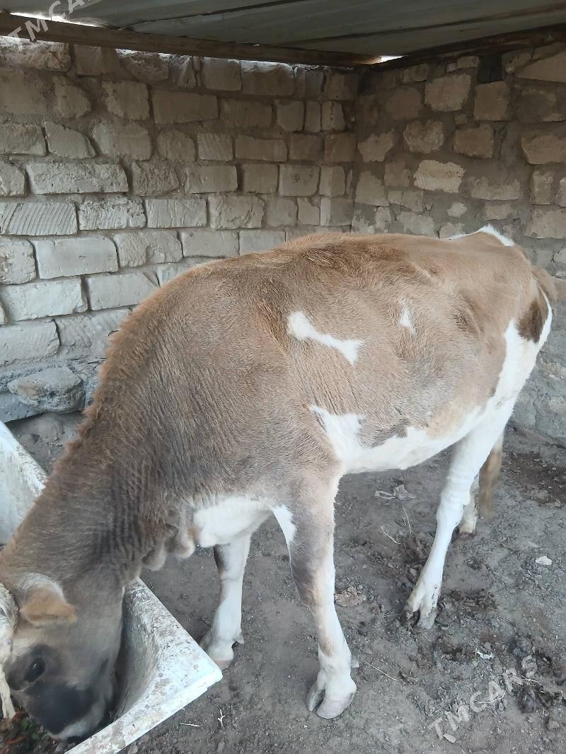 sygyr - Туркменбаши - img 1