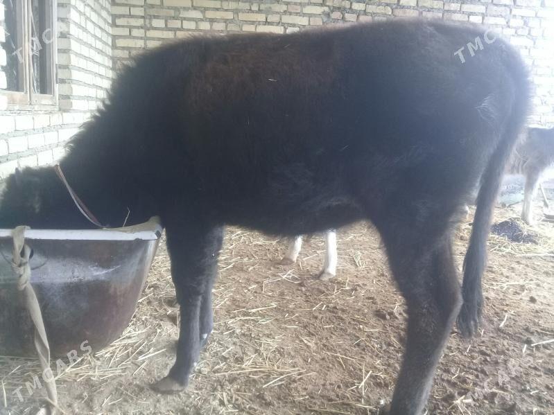 öýhaýwanlary - Берекет - img 2