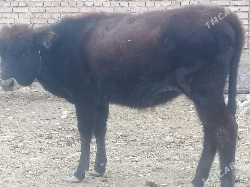 öýhaýwanlary - Берекет - img 4