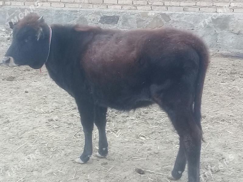 öýhaýwanlary - Берекет - img 3