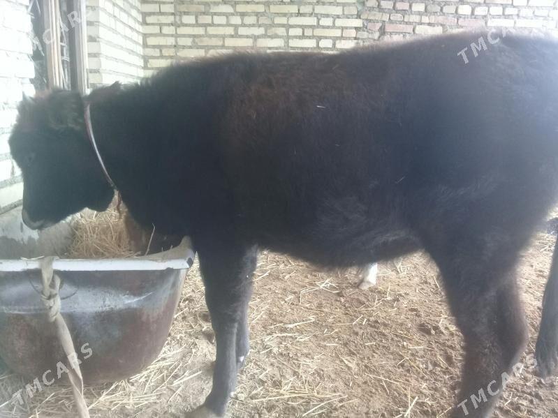 öýhaýwanlary - Берекет - img 5