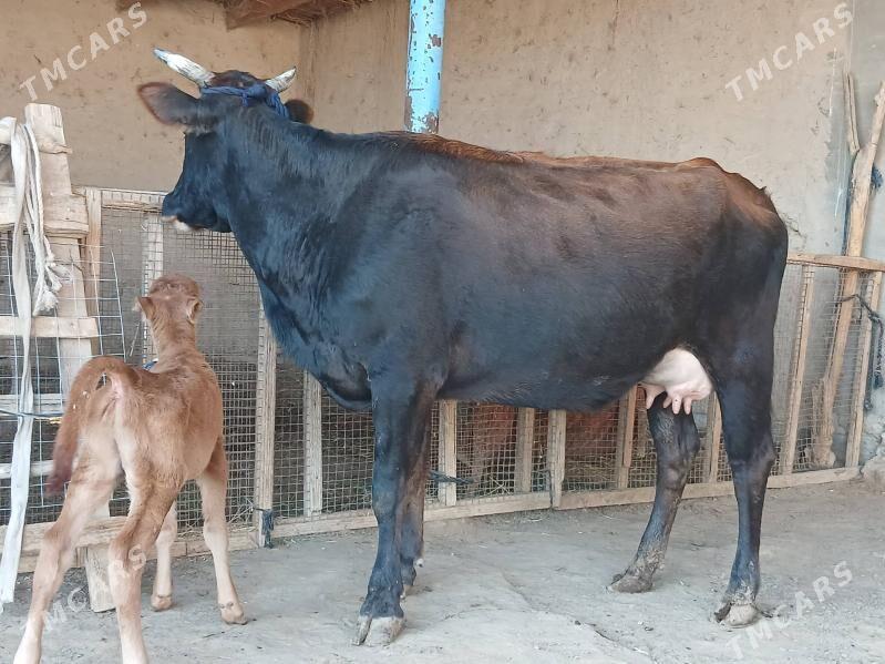 goleli - Wekilbazar - img 4