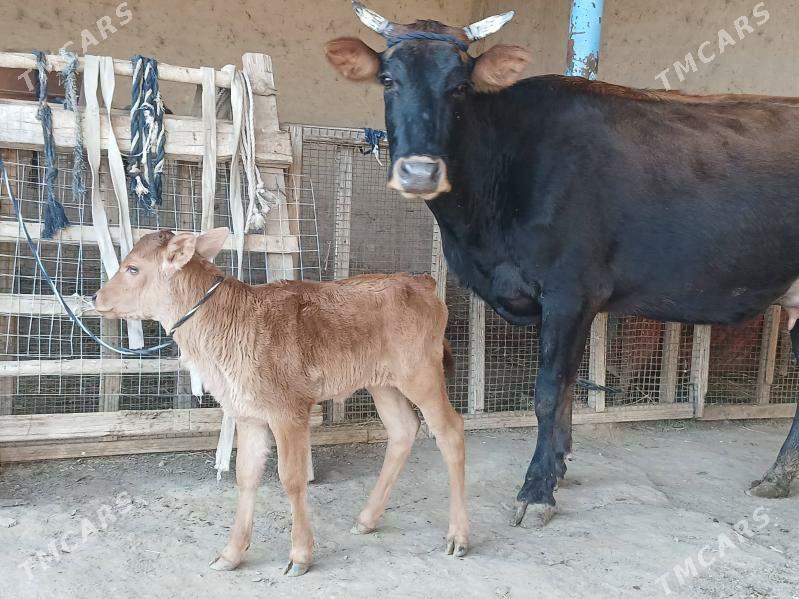 goleli - Wekilbazar - img 5