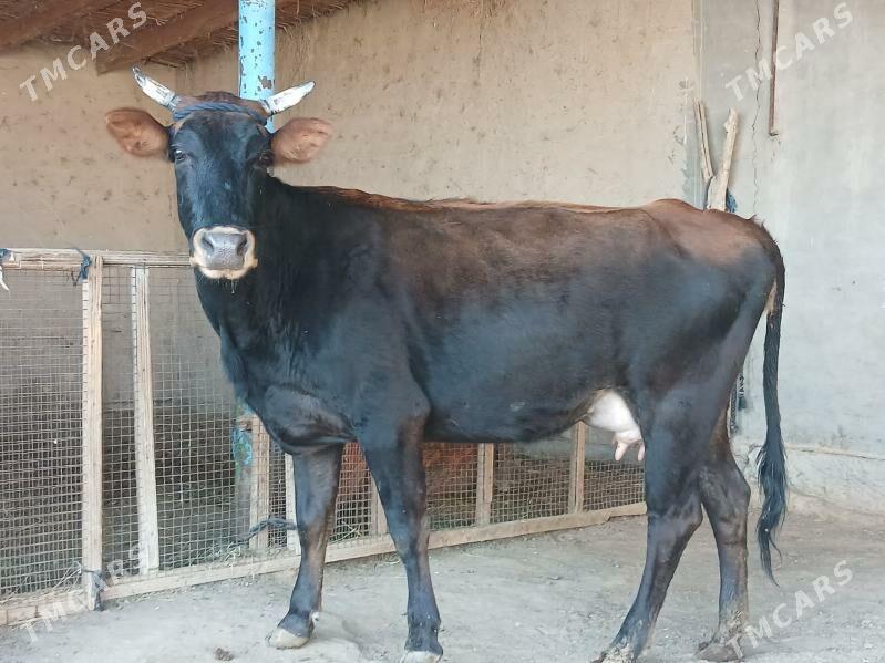 goleli - Wekilbazar - img 7