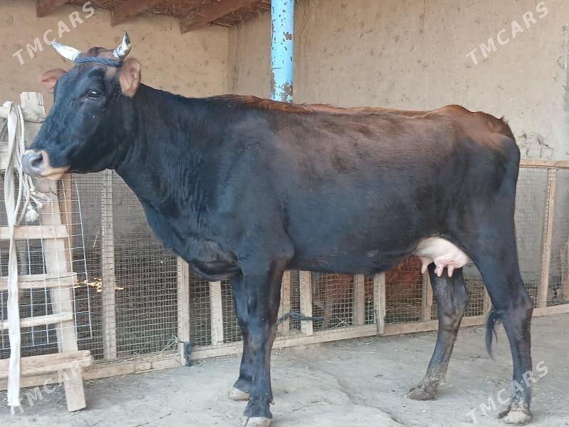 goleli - Wekilbazar - img 3