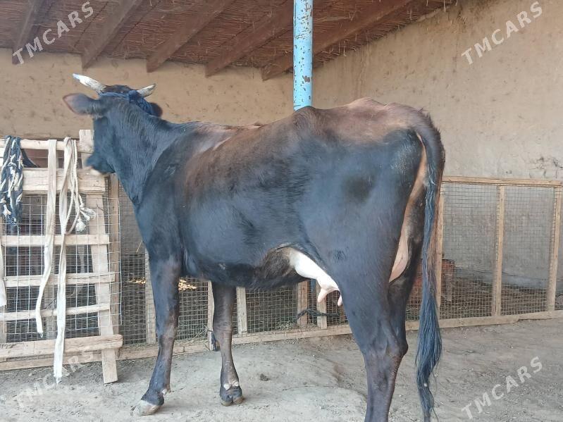 goleli - Wekilbazar - img 6