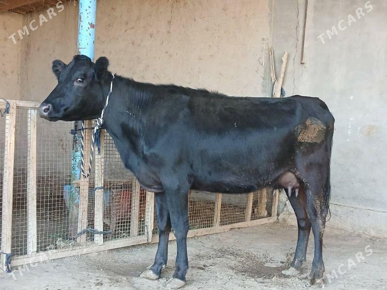 goleli - Wekilbazar - img 1