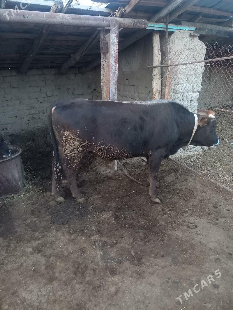 öküz - Махтумкули - img 1