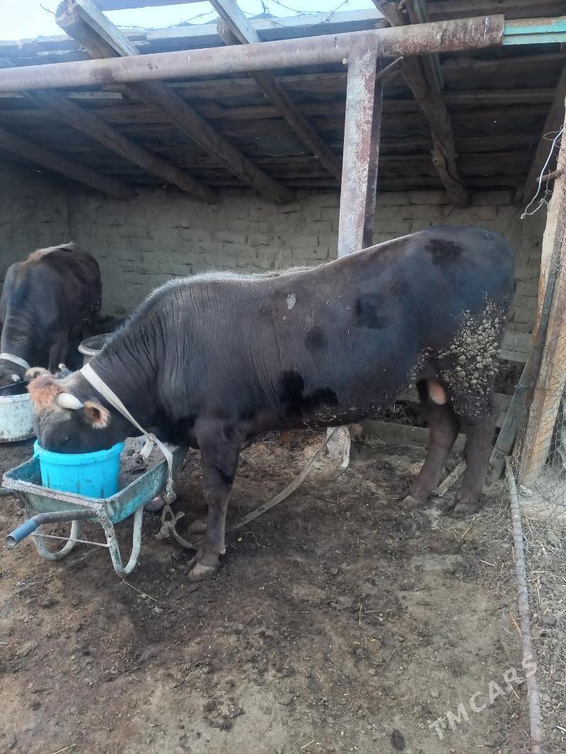 öküz - Махтумкули - img 2