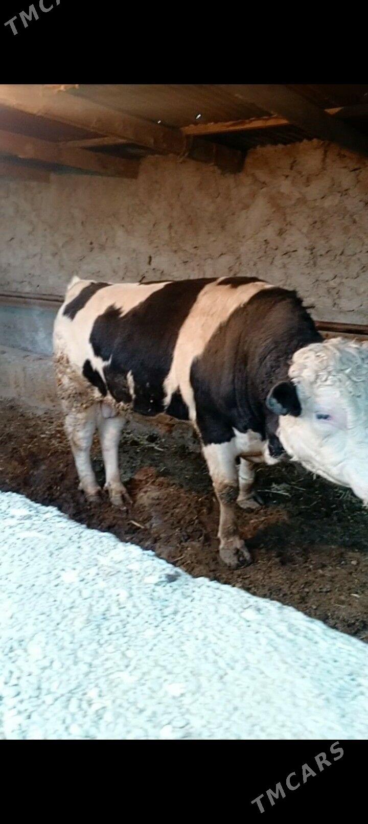 okuz we sygyr - Bäherden - img 1