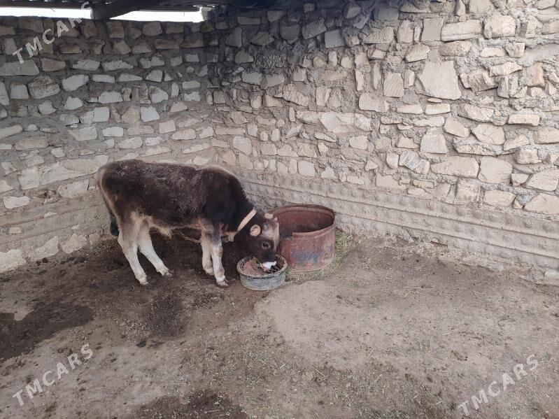 okuzce - Эсенгулы - img 1