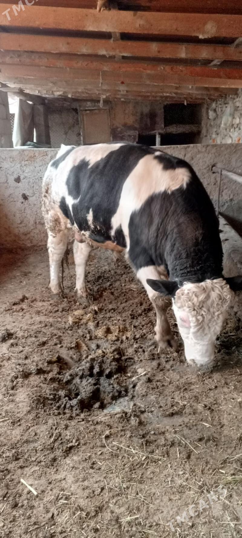 okuz we sygyr - Bäherden - img 2