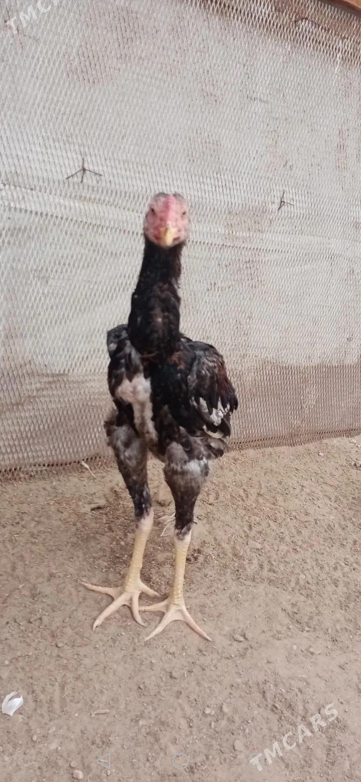 tasgent - Джебел - img 4