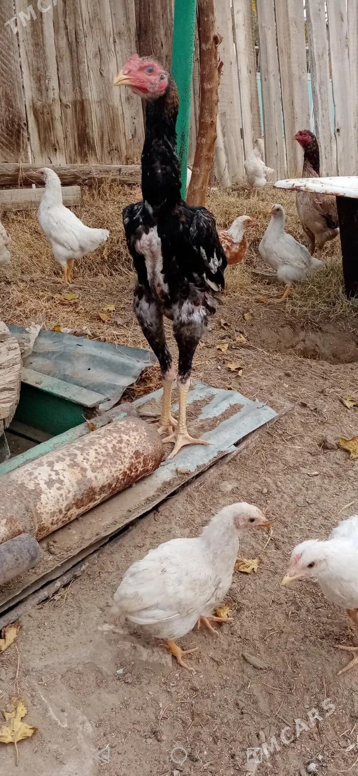 tasgent - Jebel - img 1