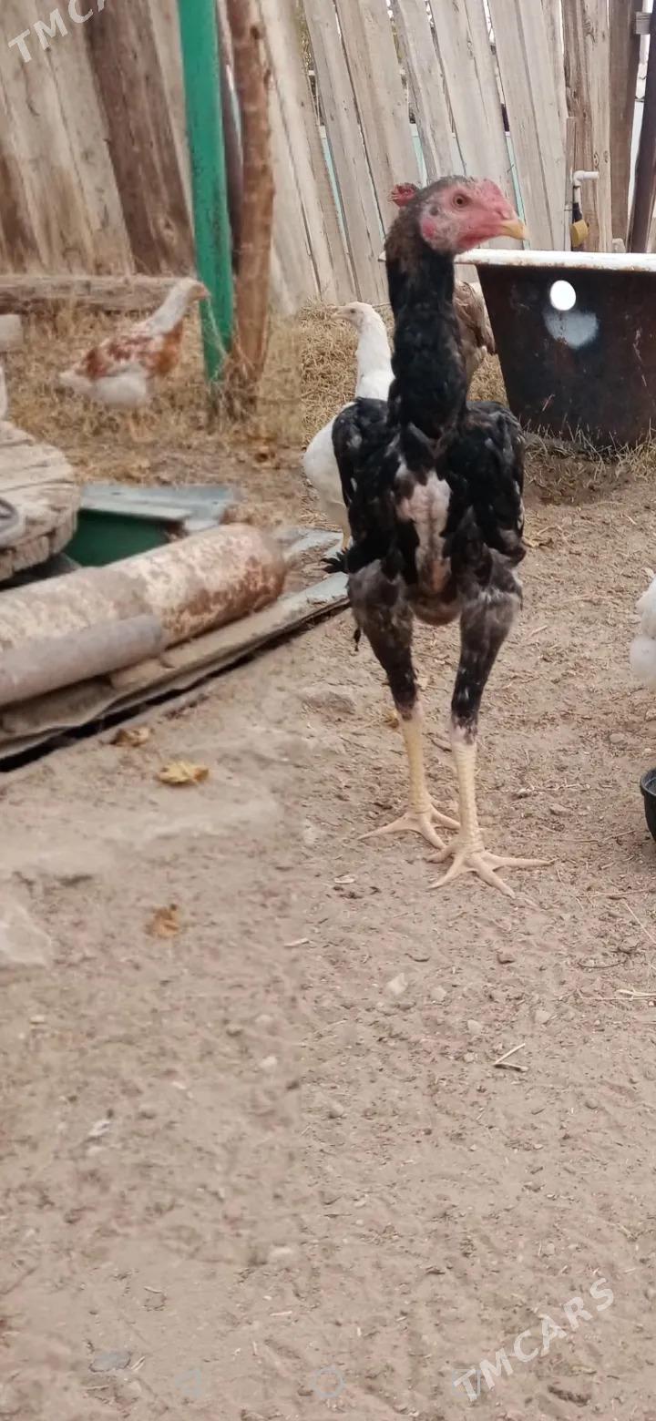 tasgent - Джебел - img 5