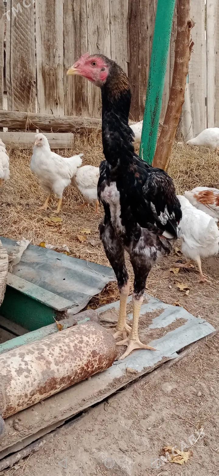 tasgent - Джебел - img 2