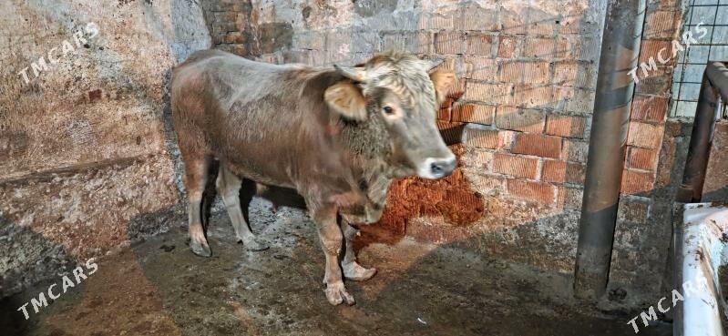 okuz swes - Багир - img 1