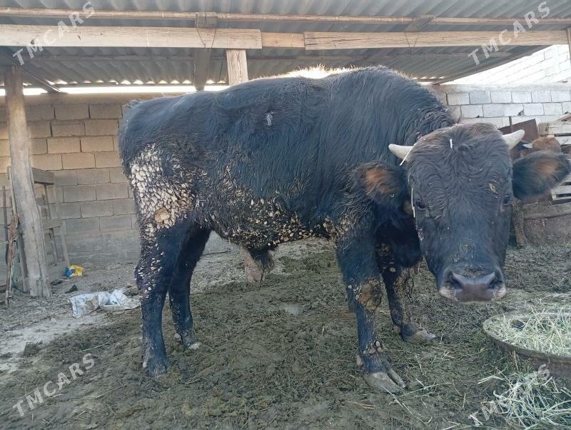 Bakylan tüwe - Ак-Бугдайский этрап - img 1