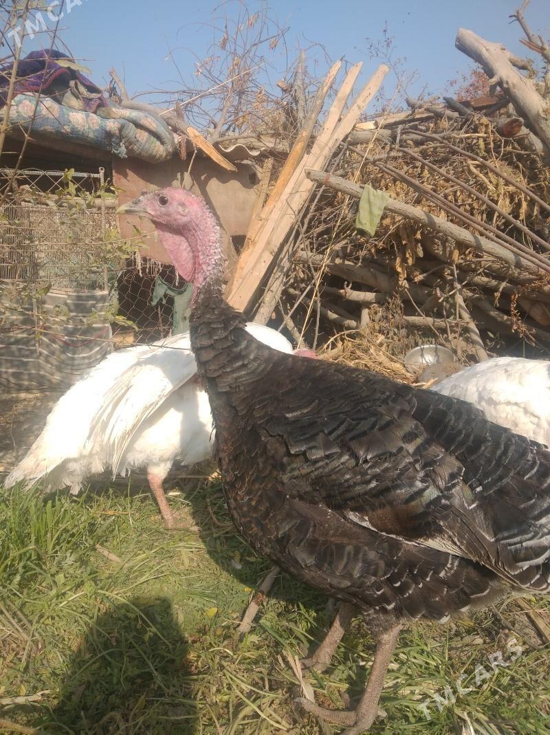 indyuk - Kerki - img 1