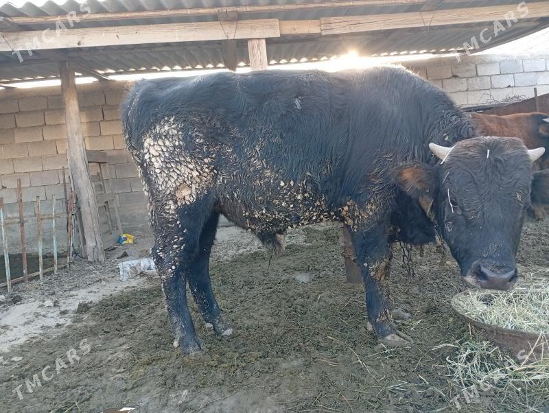 Bakylan tüwe - Ak bugdaý etraby - img 3
