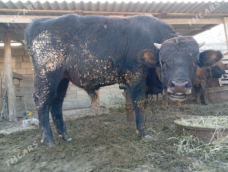 Bakylan tüwe - Ak bugdaý etraby - img 2