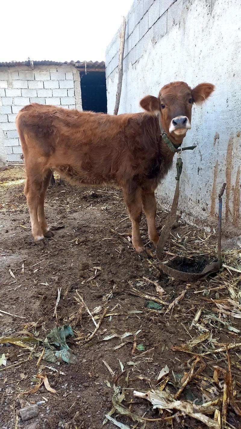 gole siwes - Бузмеин - img 1