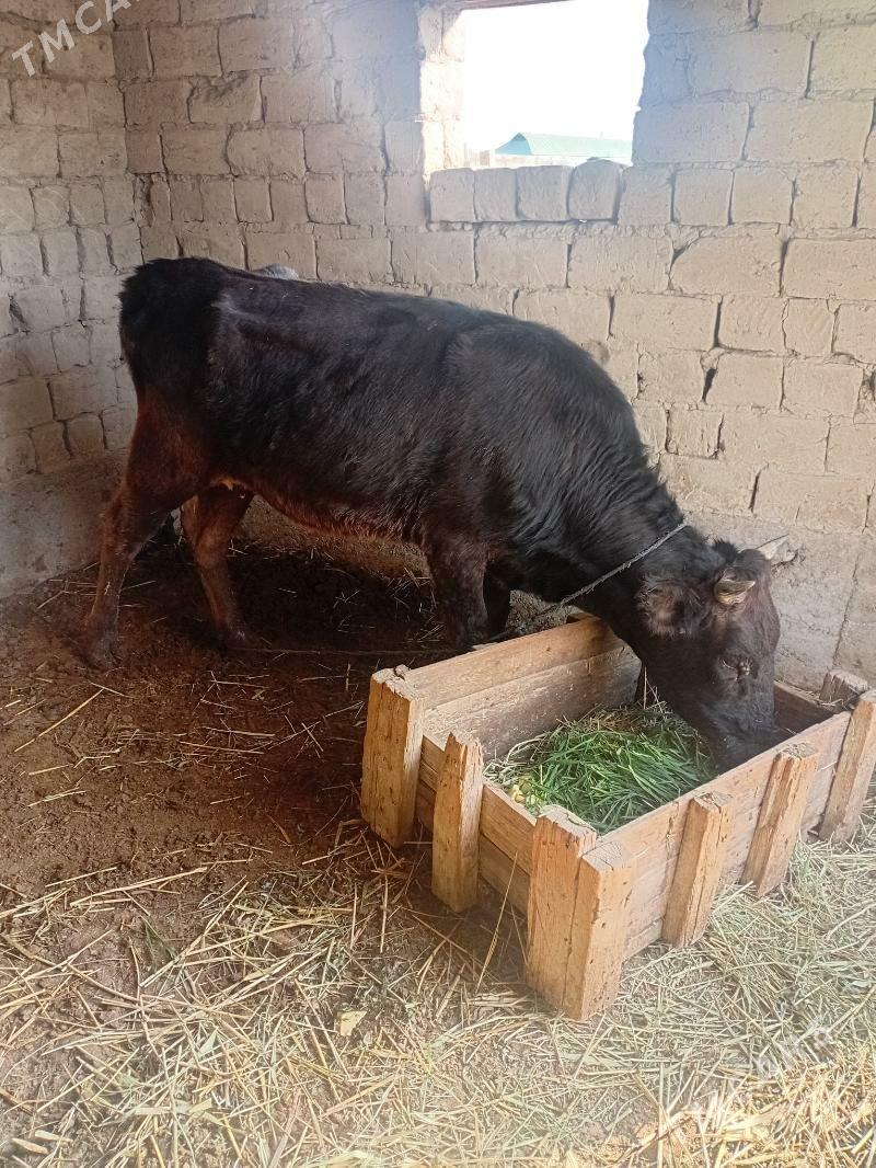 bakynmana tuwe - Бахарден - img 1