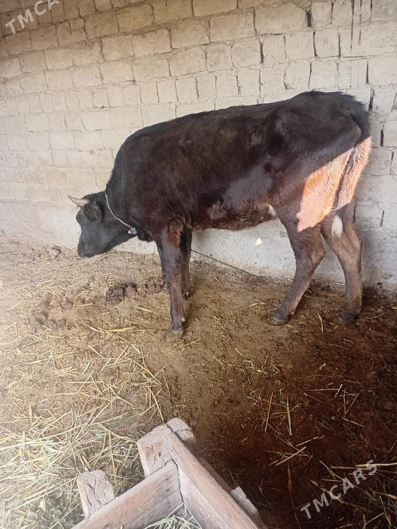 bakynmana tuwe - Bäherden - img 2