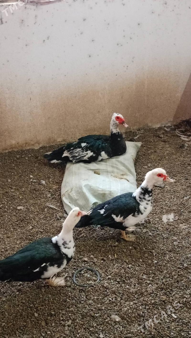 Мускус ордек - Çärjew - img 2