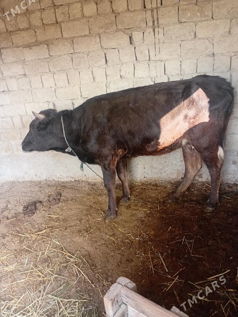 bakynmana tuwe - Bäherden - img 3