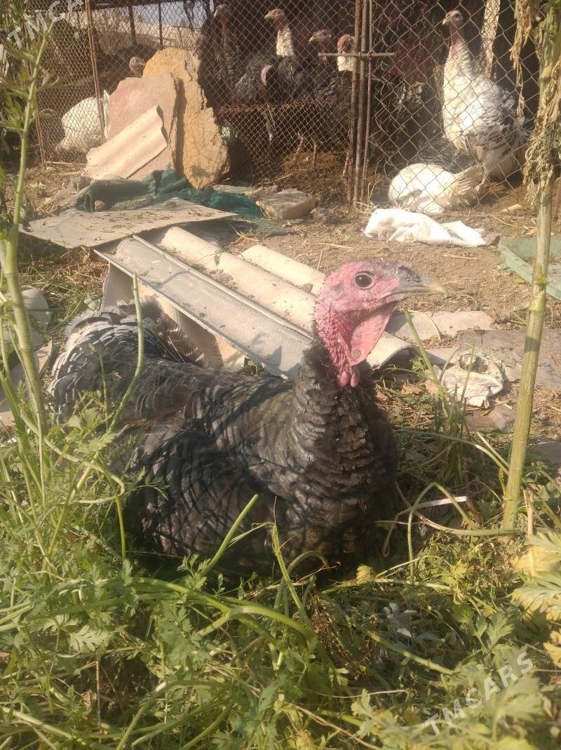 indyuk - Kerki - img 4