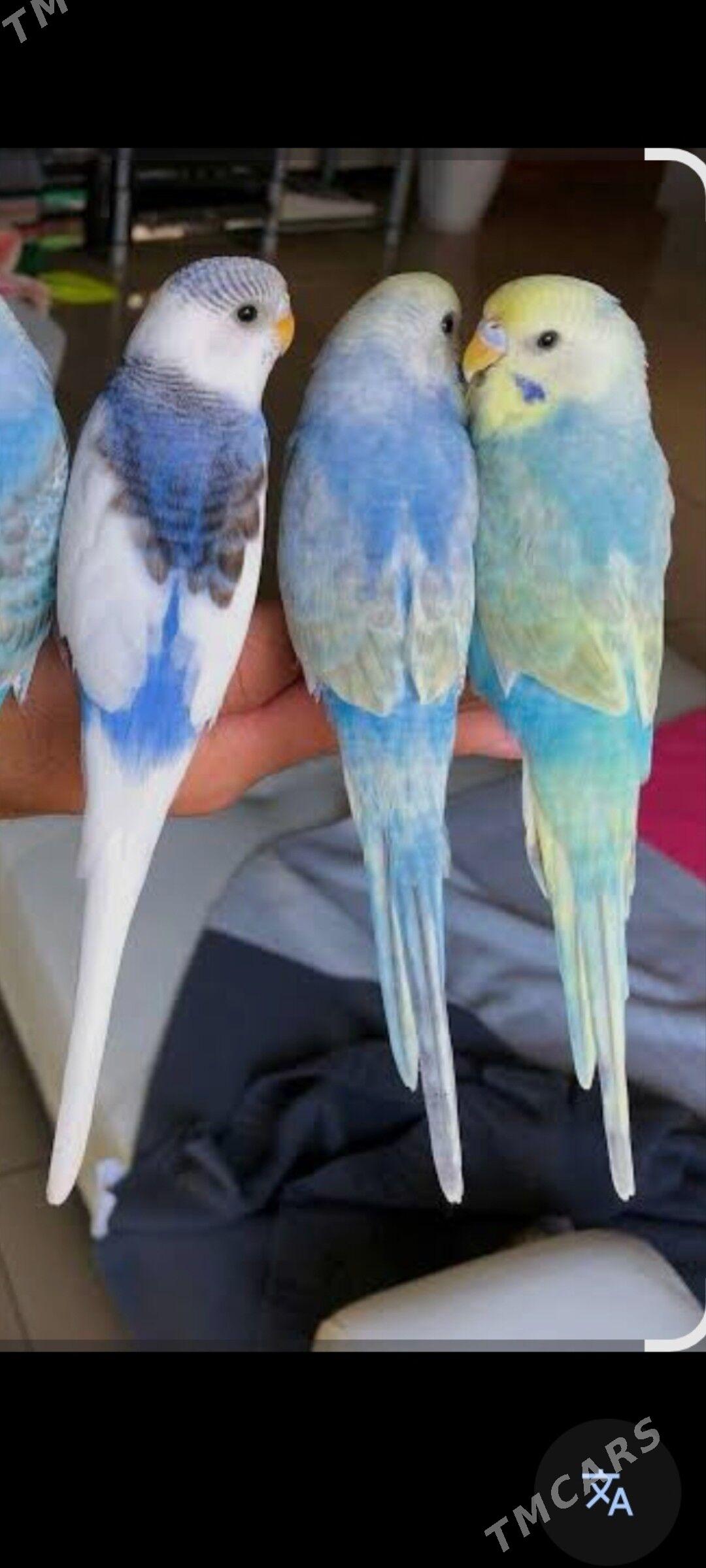 попугаи popugai - Ашхабад - img 1