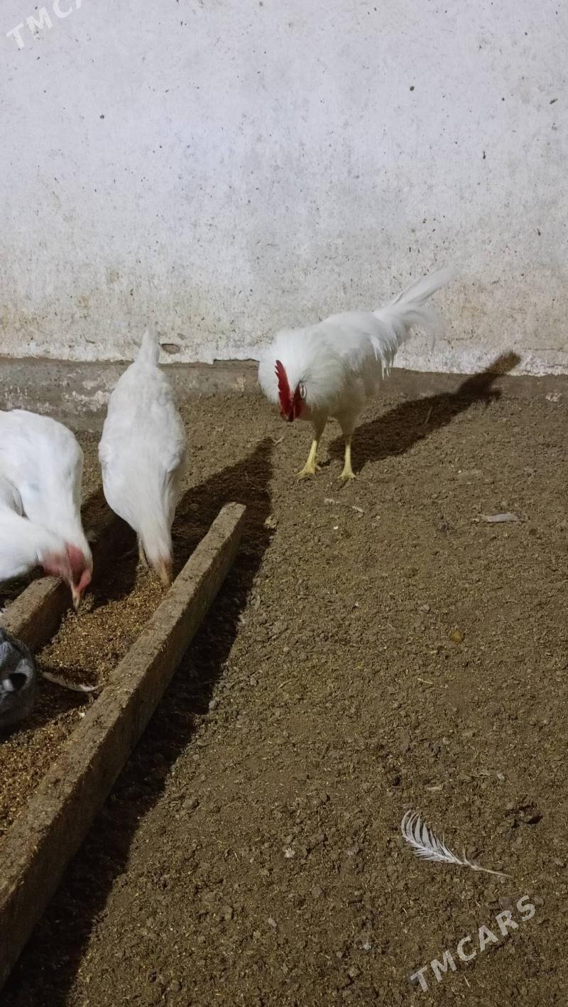 Ак товук жуйже - Чарджоу - img 1