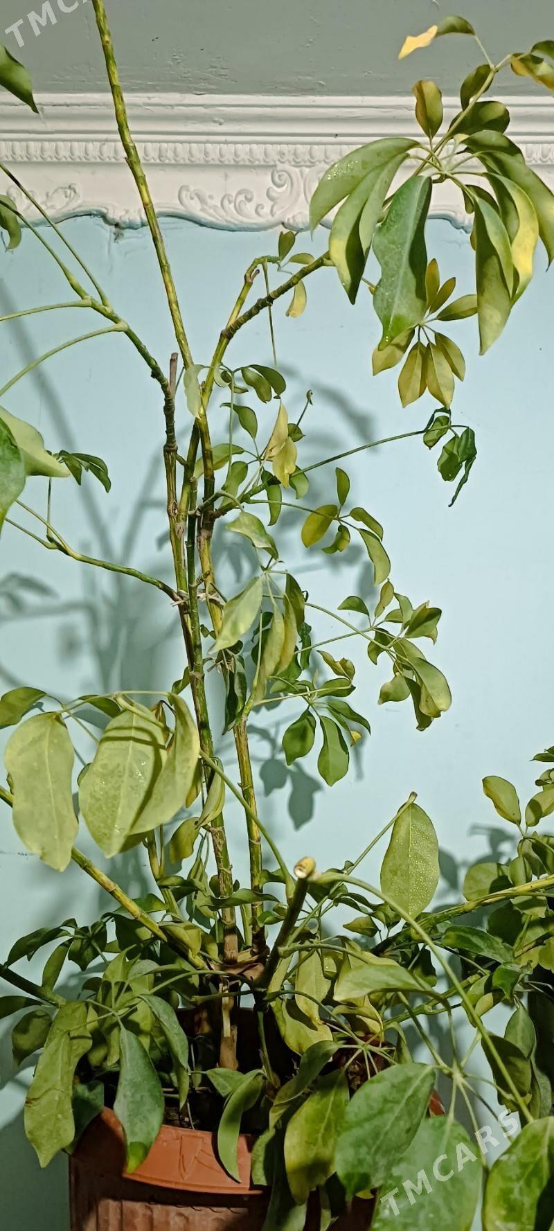 Цветок Шефлер - Ашхабад - img 2