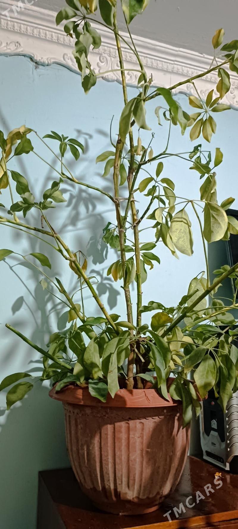 Цветок Шефлер - Ашхабад - img 3