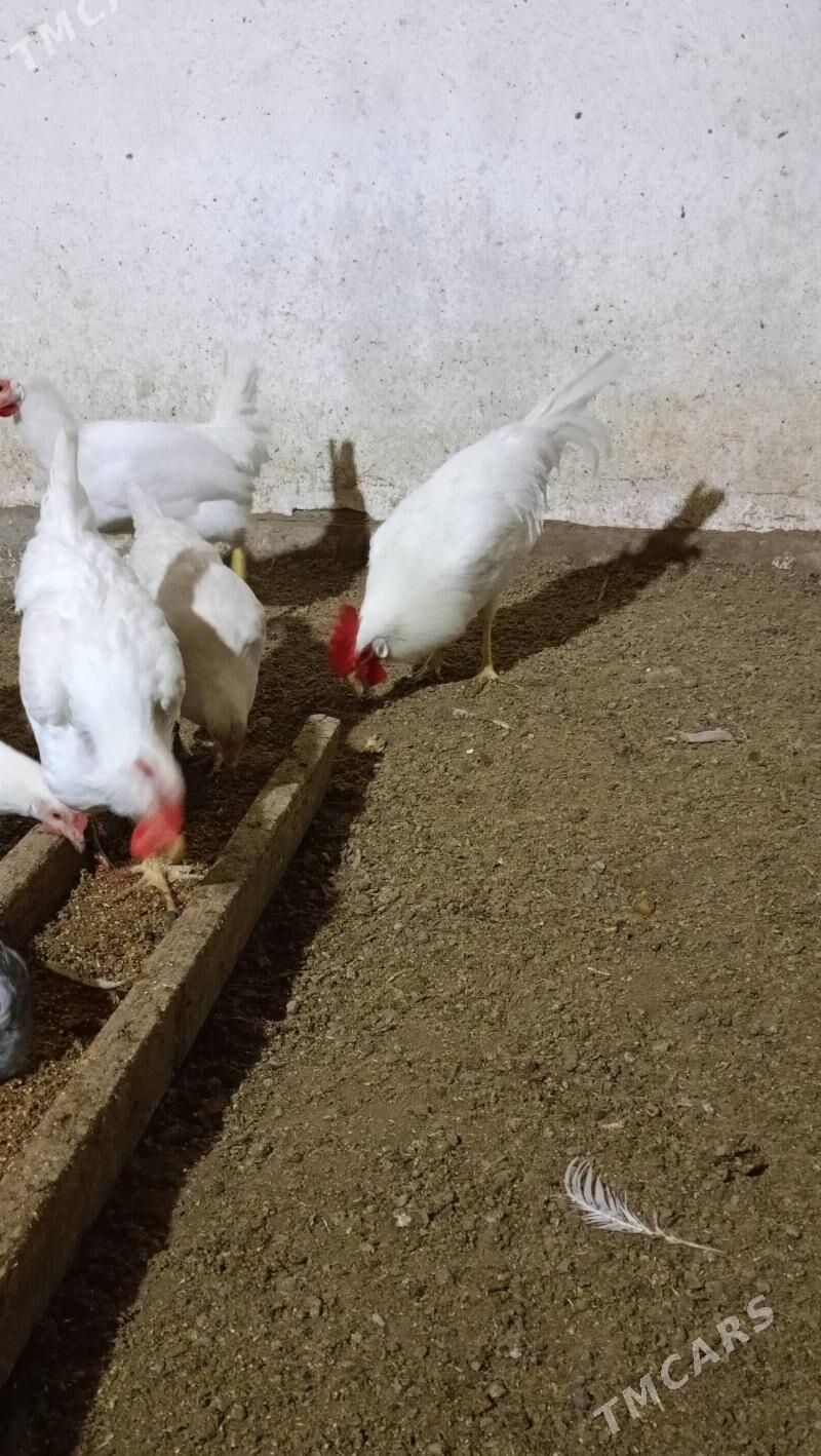 Ак товук жуйже - Çärjew - img 3