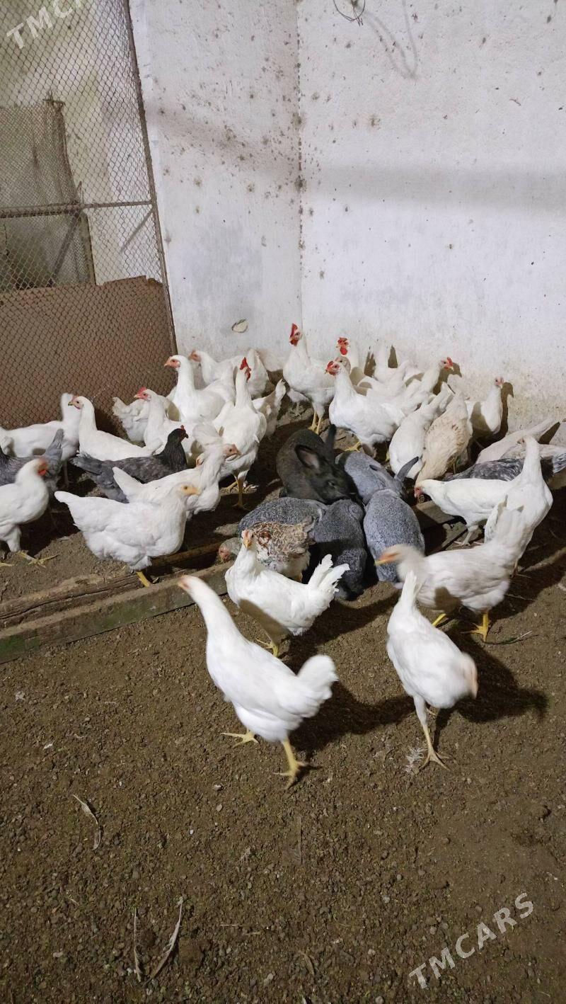 Ак товук жуйже - Çärjew - img 4