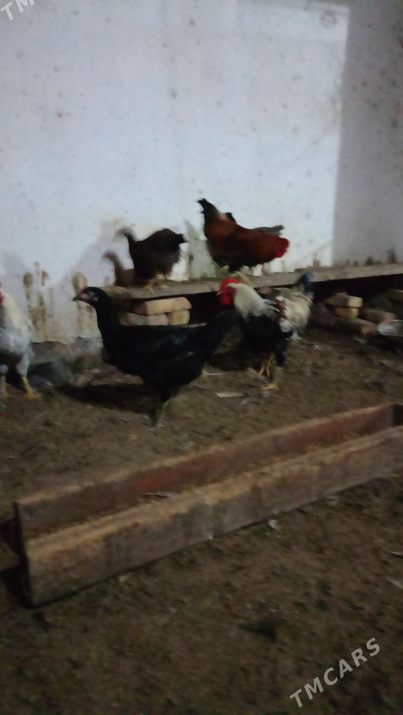 гиган товук жуйже - Чарджоу - img 3