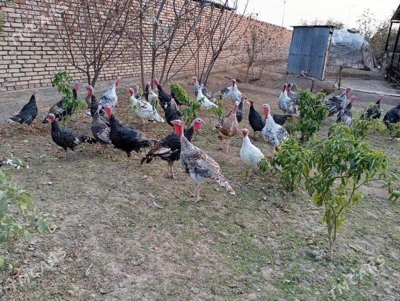 Induk - Wekilbazar - img 1