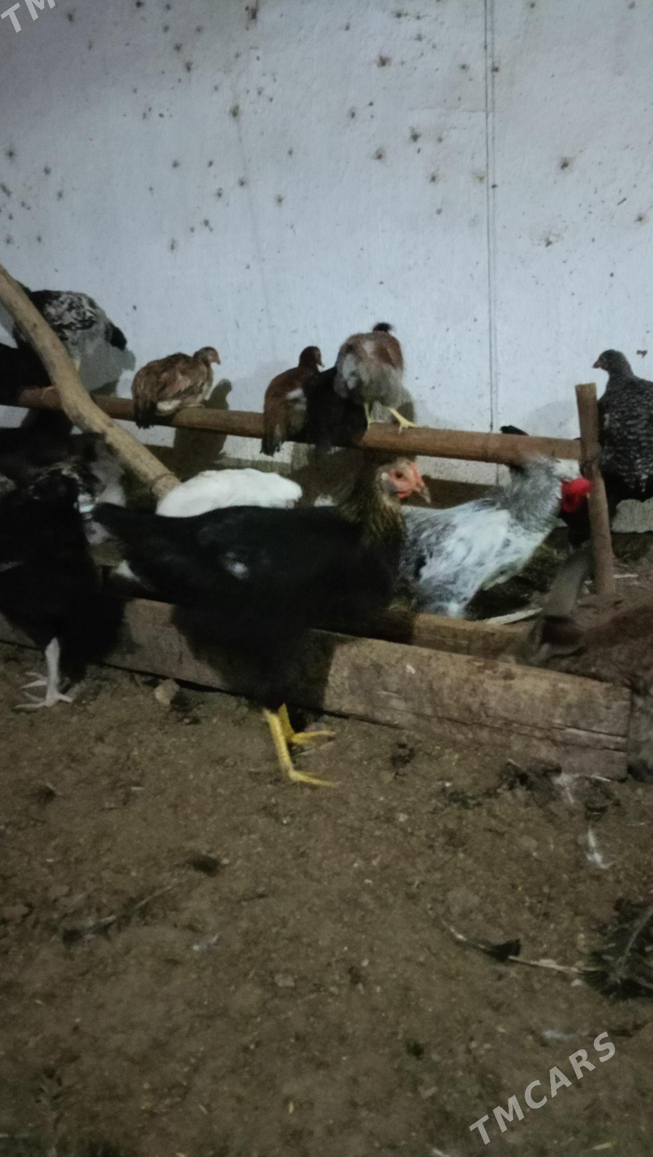 гиган товук жуйже - Чарджоу - img 4