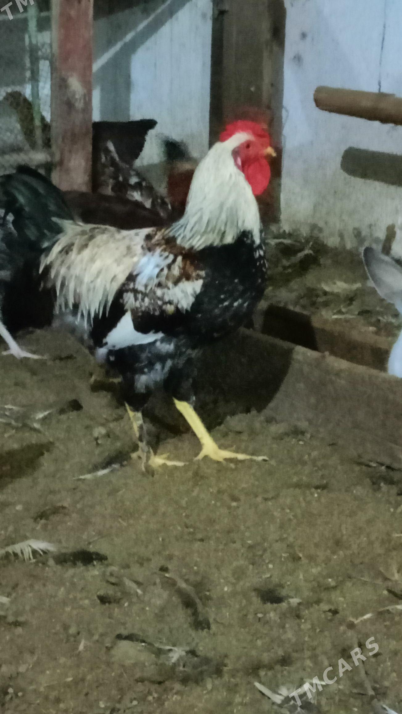 гиган товук жуйже - Чарджоу - img 5