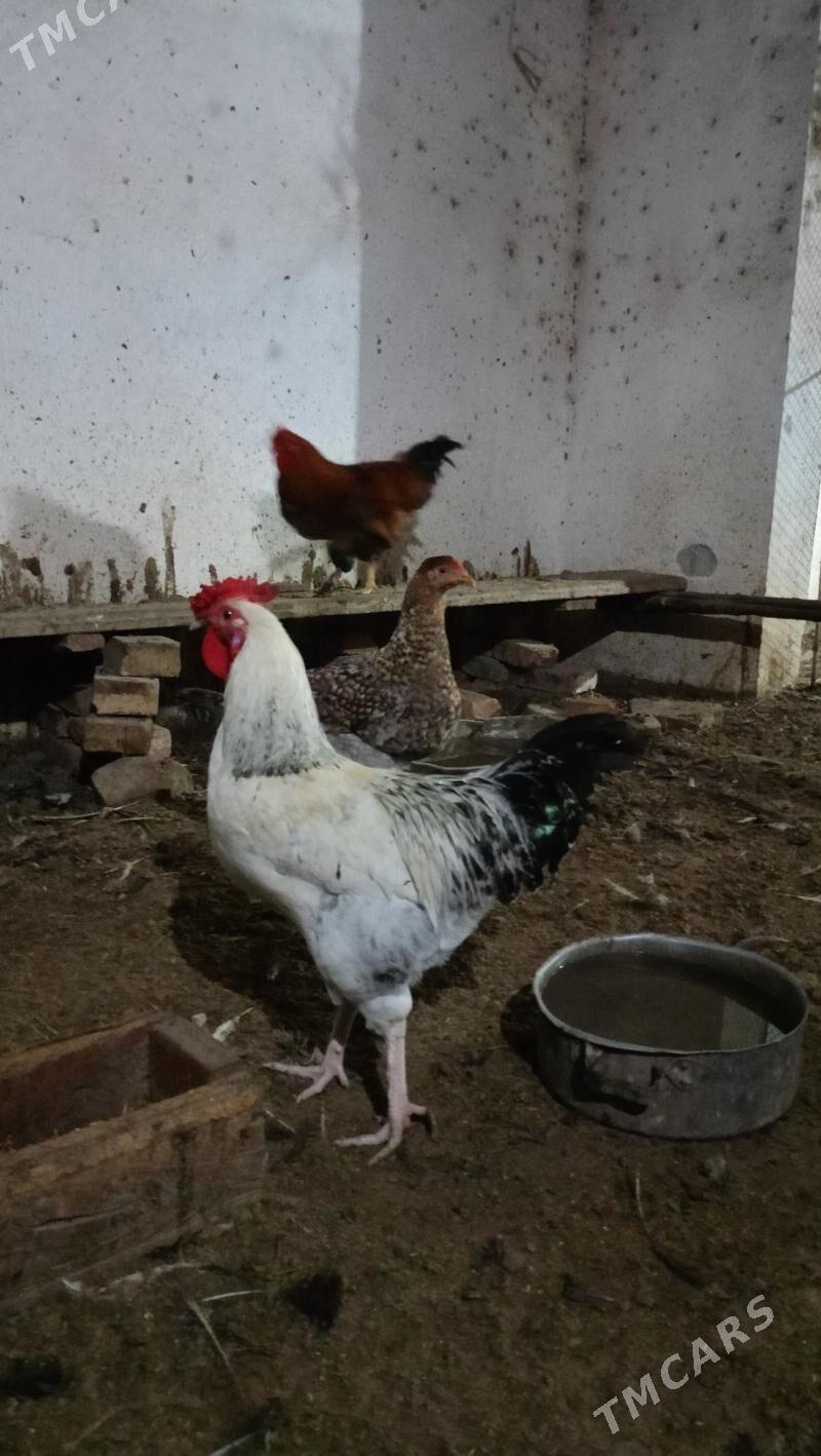 гиган товук жуйже - Чарджоу - img 6