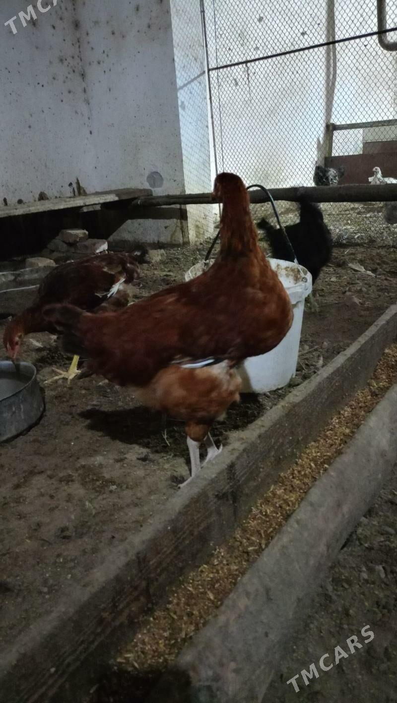 гиган товук жуйже - Чарджоу - img 1