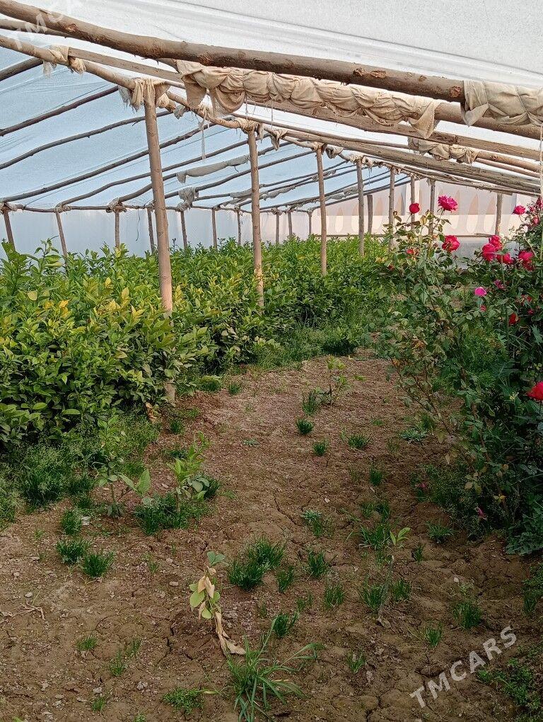 Limon nahal - Векильбазар - img 2