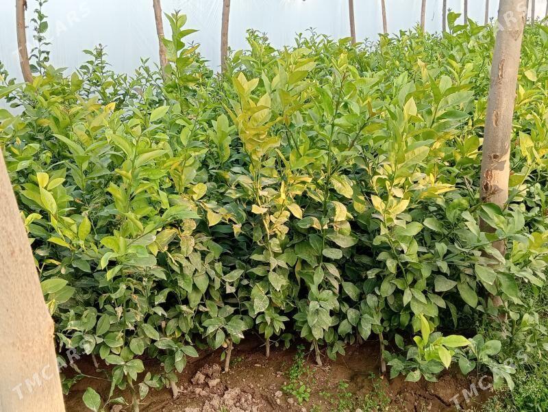 Limon nahal - Векильбазар - img 1