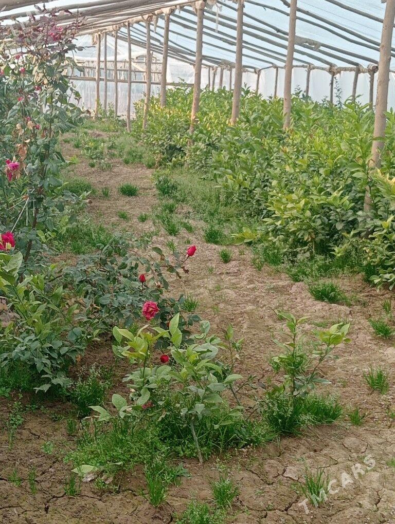 Limon nahal - Векильбазар - img 3