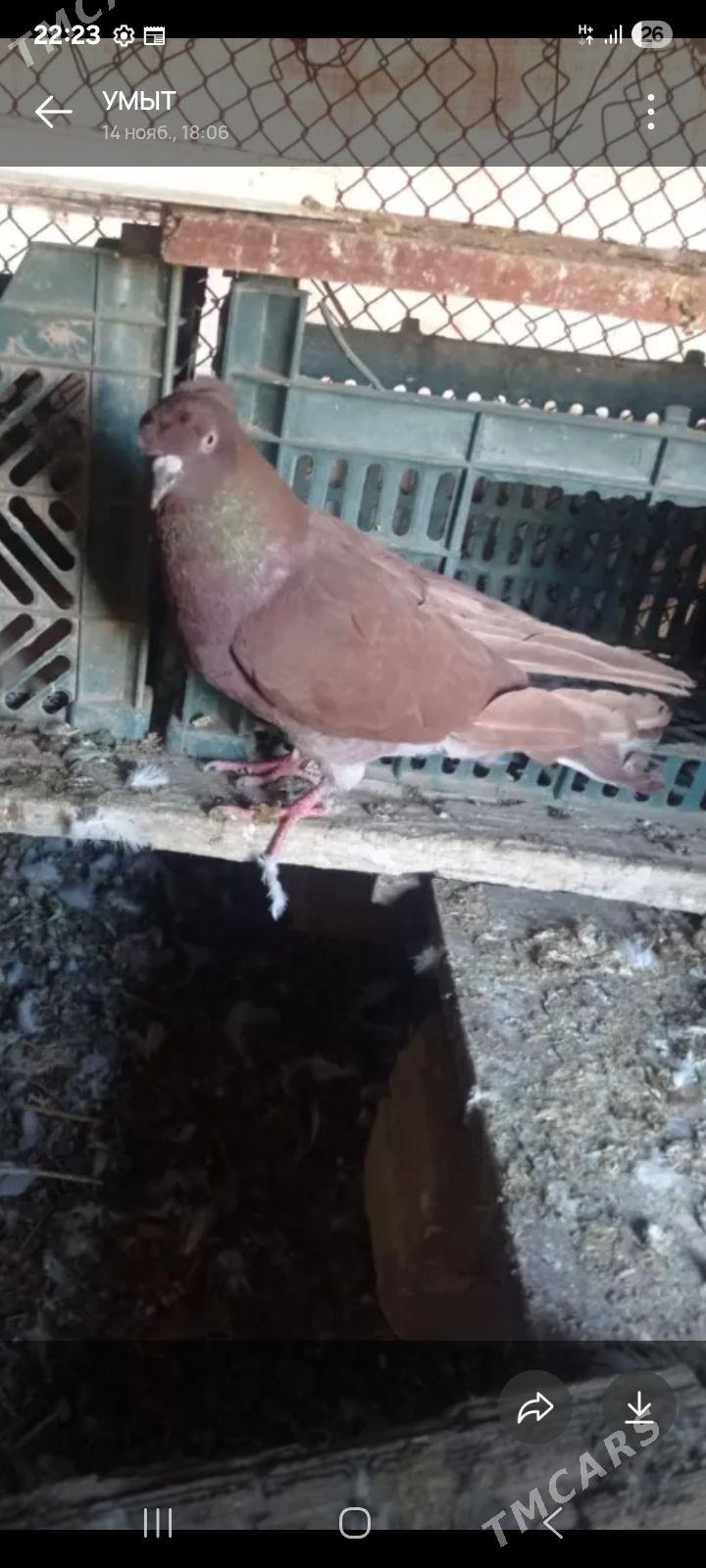 kepderi - Tejen - img 2