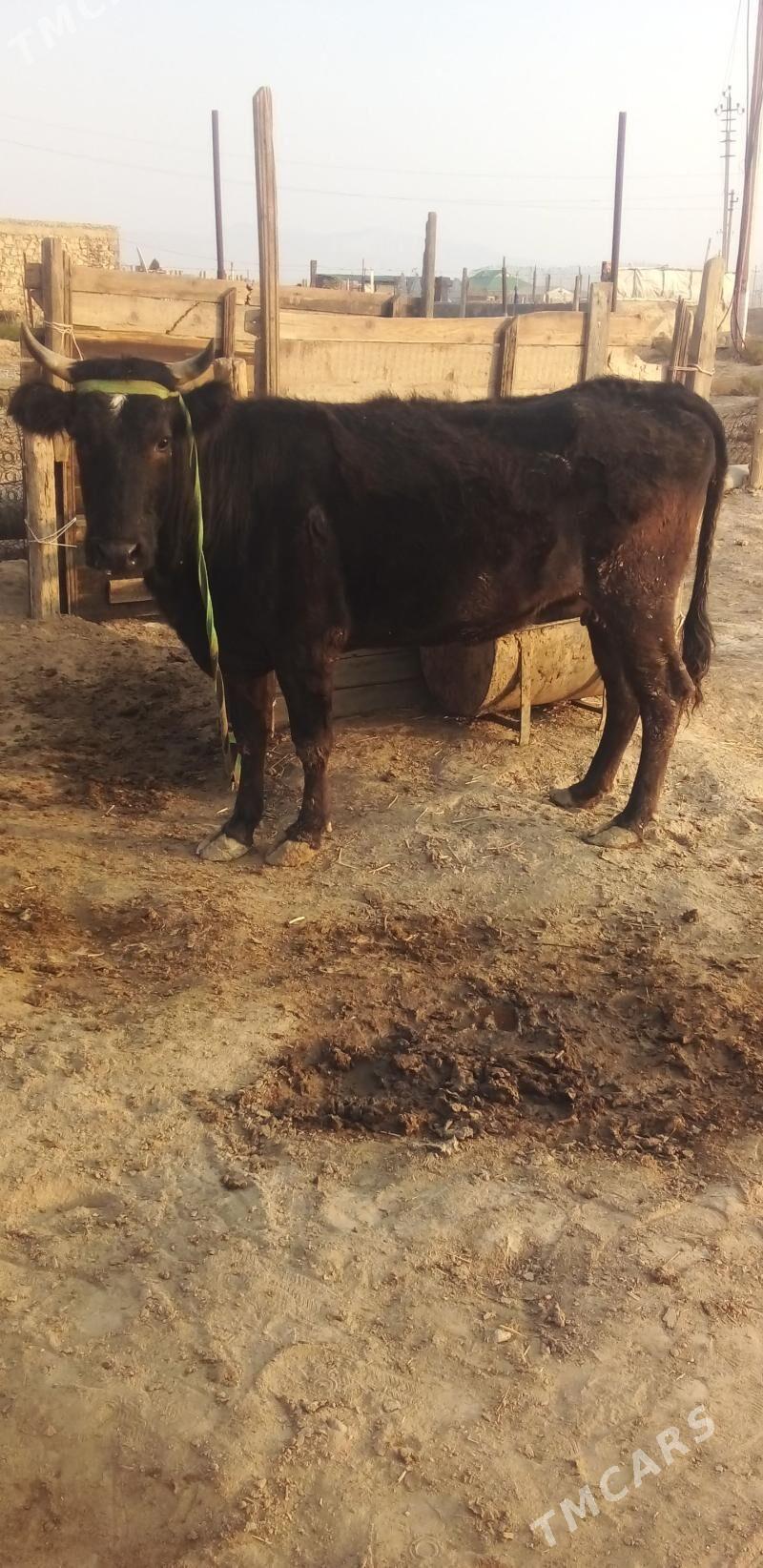 Sygyr - Гызыларбат - img 1