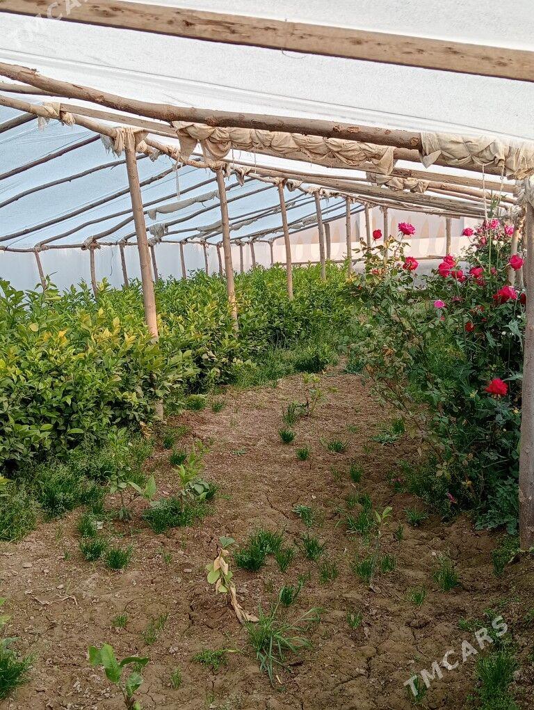 Limon nahal - Векильбазар - img 4